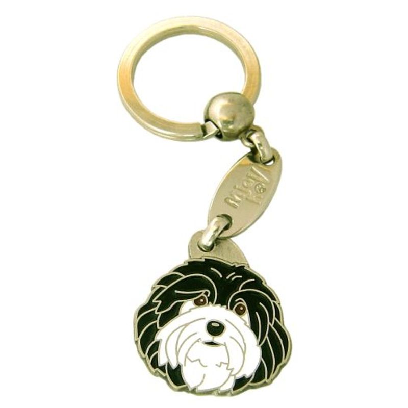 Bichon havanais