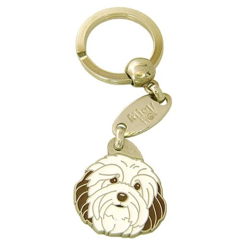 Bichon havanais