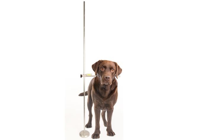 Hovedbilde Målestav til hund
